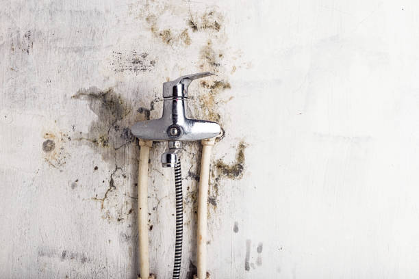 Best Commercial Mold Remediation in Universal City, TX