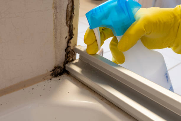Best Post-Flood Mold Remediation in Universal City, TX