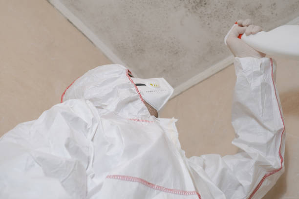 Best Basement Mold Remediation in Universal City, TX