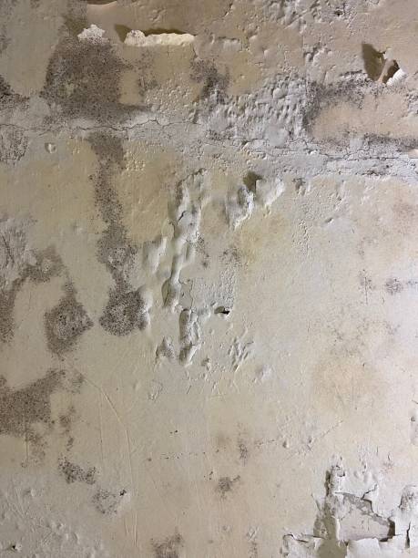 Best Bathroom Mold Remediation in Universal City, TX