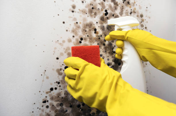 Best Mold Remediation for Specific Building Types in Universal City, TX