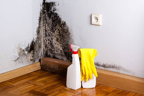 Best Crawl Space Mold Remediation in Universal City, TX