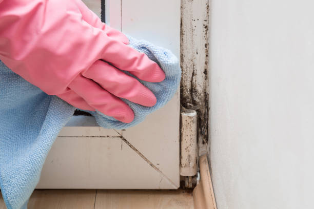 Best Attic Mold Remediation in Universal City, TX